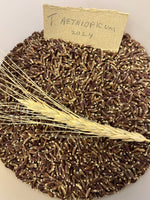 Load image into Gallery viewer, Wheat (Species) - Ethiopian