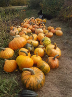 Load image into Gallery viewer, Squash (Winter) - Mandan