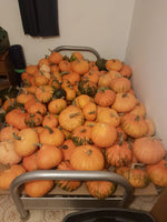 Load image into Gallery viewer, Squash (Winter) - Mandan