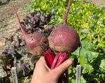 Load image into Gallery viewer, Beet - Bull's Blood
