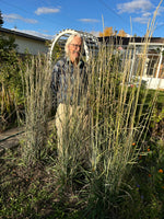 Load image into Gallery viewer, Intermediate Wheatgrass