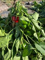 Load image into Gallery viewer, Pepper (Sweet) - King of the North