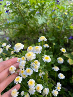 Load image into Gallery viewer, Tanacetum - Feverfew