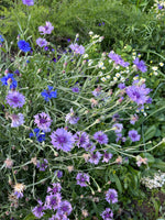 Load image into Gallery viewer, Centaurea - Bachelor's Button