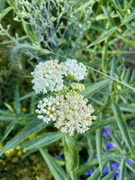Load image into Gallery viewer, Asclepias (Milkweed) - Swamp