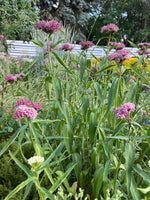 Load image into Gallery viewer, Asclepias (Milkweed) - Swamp