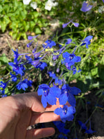 Load image into Gallery viewer, Delphinium – Chinese Larkspur