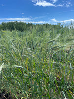 Load image into Gallery viewer, Wheat (Species) - Khorassan