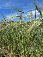 Load image into Gallery viewer, Wheat (Species) - Khorassan