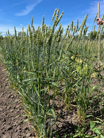 Load image into Gallery viewer, Wheat (Bread) - Thatcher
