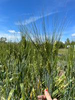 Load image into Gallery viewer, Wheat (Durum) - Antiguo de Ronda
