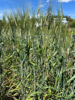 Load image into Gallery viewer, Wheat (Durum) - De Cañete la Réal