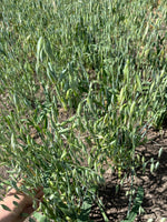Load image into Gallery viewer, Oat (Hulless) - Burrows