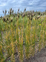 Load image into Gallery viewer, Wheat (Einkorn) - Black and Tan