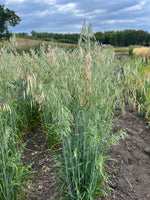 Load image into Gallery viewer, Oat (Hulless) - Kleiner Nackthafer