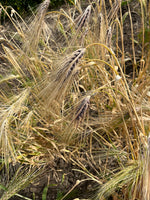 Load image into Gallery viewer, Barley (Hulless) - Special Mix