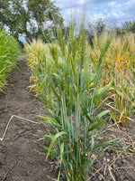 Load image into Gallery viewer, Wheat (Emmer) - Khapli