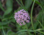 Load image into Gallery viewer, Allium Stellatum