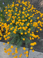 Load image into Gallery viewer, Anthemis - Saint John's Chamomile