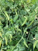 Load image into Gallery viewer, Snap Pea (Bush) - Cascadia