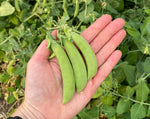 Load image into Gallery viewer, Snap Pea (Bush) - Cascadia
