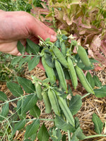 Load image into Gallery viewer, Shelling Pea (Bush) - Aristagreen
