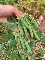 Load image into Gallery viewer, Shelling Pea (Bush) - Aristagreen