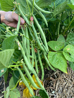 Load image into Gallery viewer, Green Bean (Bush) - EZ Pick