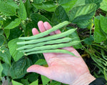 Load image into Gallery viewer, Green Bean (Bush) - EZ Pick