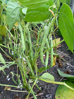 Load image into Gallery viewer, Green Bean (Bush) - Venture