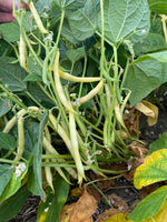 Load image into Gallery viewer, Yellow/Wax Bean (Bush) - Keygold