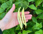 Load image into Gallery viewer, Yellow/Wax Bean (Bush) - Keygold