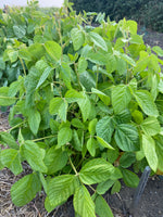 Load image into Gallery viewer, Soy Bean - Grand Forks