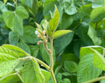 Load image into Gallery viewer, Soy Bean - Grand Forks