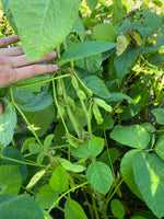 Load image into Gallery viewer, Soy Bean - Grand Forks