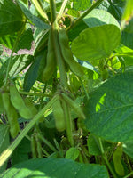 Load image into Gallery viewer, Soy Bean - Grand Forks