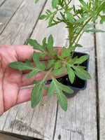 Load image into Gallery viewer, Fir Tree