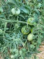 Load image into Gallery viewer, Fir Tree