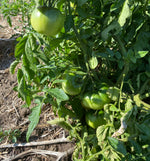 Load image into Gallery viewer, Firesteel