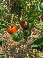 Load image into Gallery viewer, Globonnie