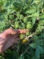 Load image into Gallery viewer, Rideau Sweet