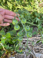 Load image into Gallery viewer, Rideau Sweet