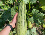 Load image into Gallery viewer, Squash (Zucchini) - Caserta