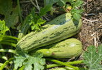 Load image into Gallery viewer, Squash (Zucchini) - Caserta
