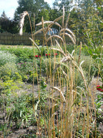 Load image into Gallery viewer, Rye - Sepp Holzer's