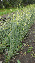 Load image into Gallery viewer, Wheat (Bread) - Garnet