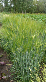 Load image into Gallery viewer, Barley (Hulled) - Hordeum Zeocrithon