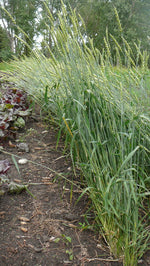 Load image into Gallery viewer, Wheat (Bread) - Marquis