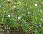 Load image into Gallery viewer, Flax - Golden Oilseed