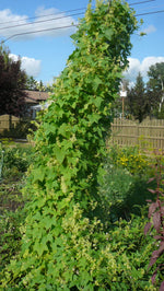Load image into Gallery viewer, Echinocystis - Wild Cucumber
